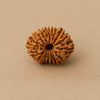 14 Mukhi Nepali Rudraksha – The Divine Eye of Saturn