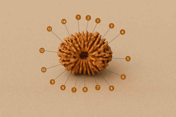14 Mukhi Nepali Rudraksha – The Divine Eye of Saturn