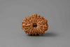 Natural 15 Mukhi Rudraksha (Nepali)