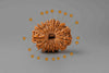Natural 15 Mukhi Rudraksha (Nepali)