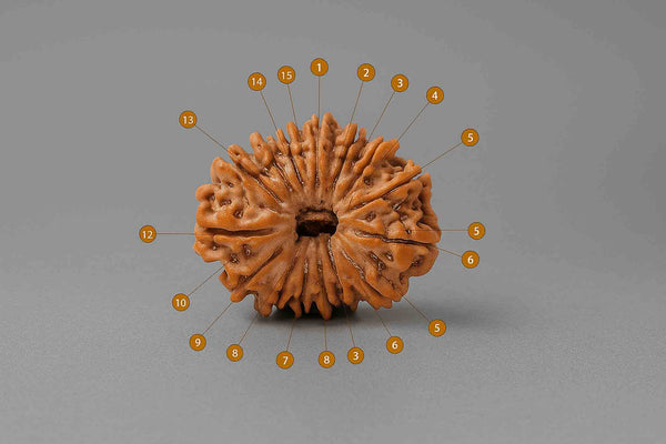 Natural 15 Mukhi Rudraksha (Nepali)