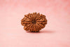 Natural 16 Mukhi Rudraksha (Nepali)