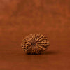Natural 16 Mukhi Rudraksha (Nepali)