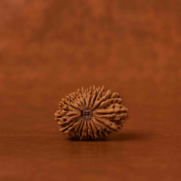 Natural 16 Mukhi Rudraksha (Nepali)