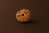Natural 12 Mukhi Rudrakha (Nepali)