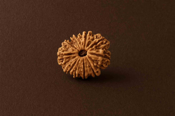 Natural 12 Mukhi Rudrakha (Nepali)