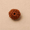 Natural 13 Mukhi Rudraksha (Nepali)