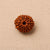 Natural 13 Mukhi Rudraksha (Nepali)