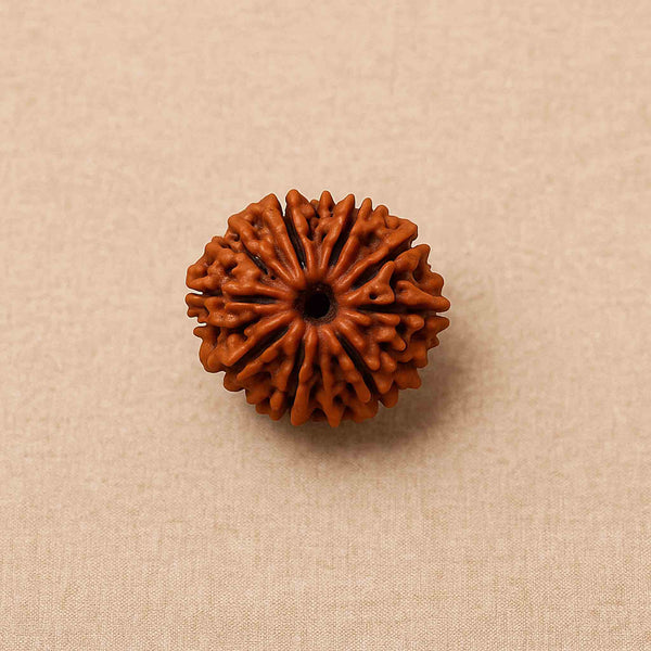 Natural 13 Mukhi Rudraksha (Nepali)