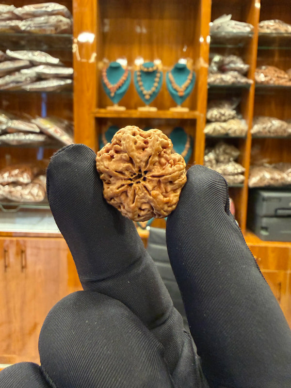 Rare 7 Mukhi Rudraksha Collector Bead (27-30mm) – Nepal Origin- With Pure Silver Cap