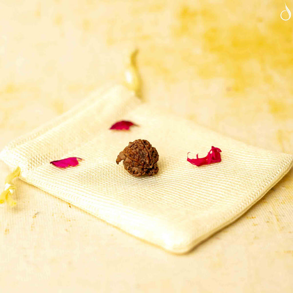 Ganesh Mukhi Rudraksha- Nepal Origin