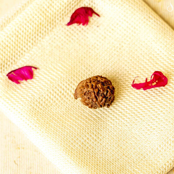 Ganesh Mukhi Rudraksha- Nepal Origin