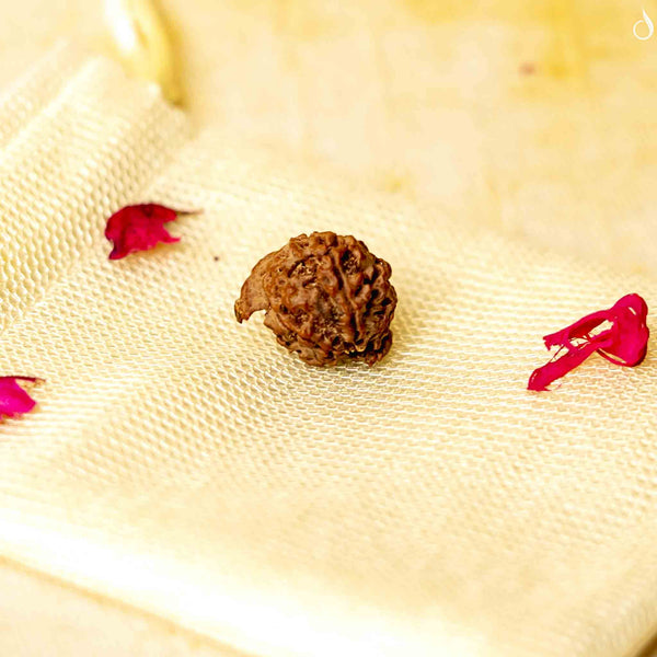 Ganesh Mukhi Rudraksha- Nepal Origin