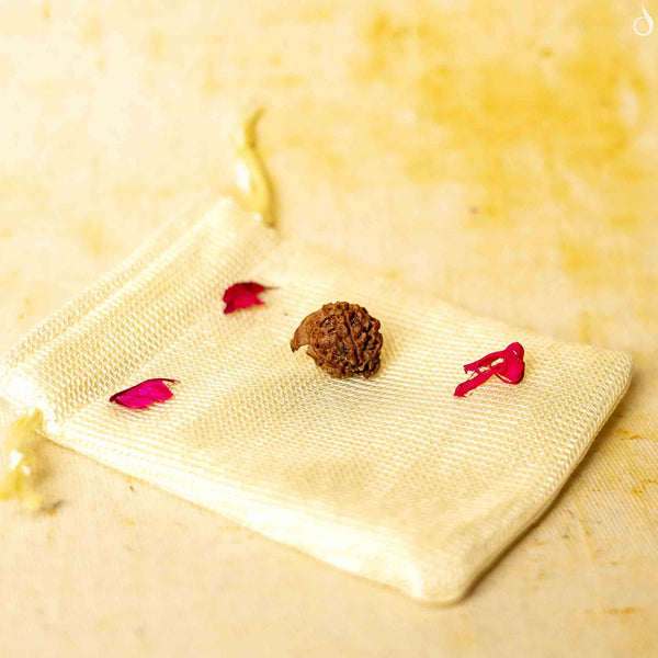 Ganesh Mukhi Rudraksha- Nepal Origin