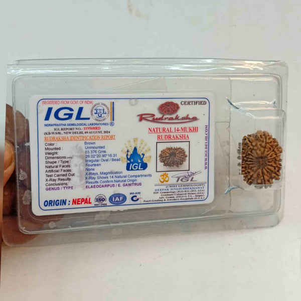 14 Mukhi Nepali Rudraksha – The Divine Eye of Saturn