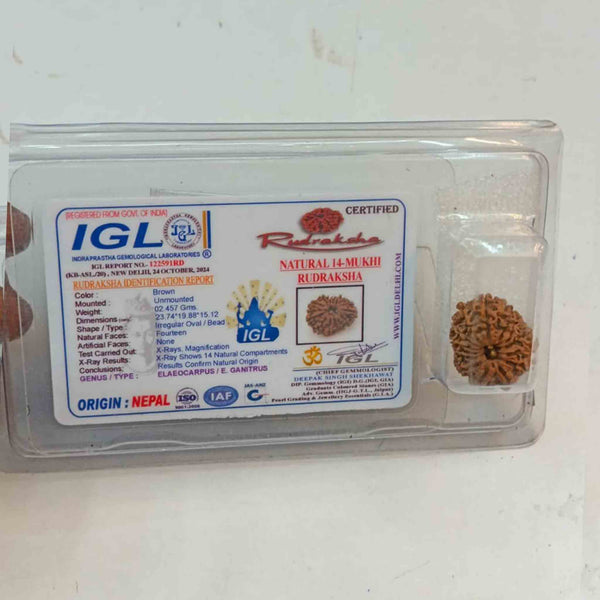 14 Mukhi Nepali Rudraksha – The Divine Eye of Saturn