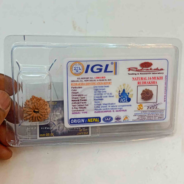 14 Mukhi Nepali Rudraksha – The Divine Eye of Saturn