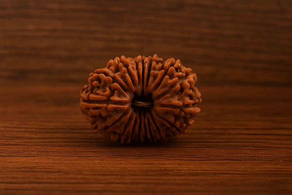 Natural 17 Mukhi Rudraksha (Nepali)