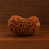Natural 17 Mukhi Rudraksha (Nepali)