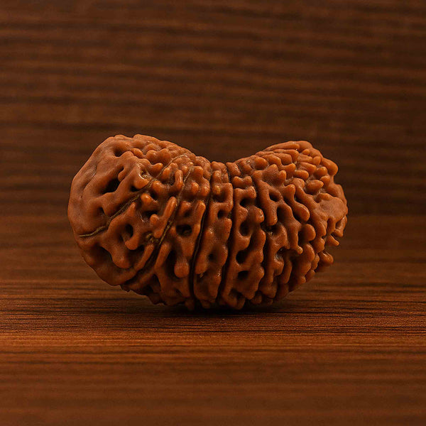 Natural 17 Mukhi Rudraksha (Nepali)