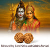 Gauri Shankar Nepali Rudraksha | Free Ganga Siddh at Har Ki Pauri, Haridwar